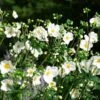 Anemone X Hybrida 'Honorine Jobert' -Planticaa Sales Store x600 39622