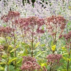 Eupatorium Purpureum Euphoria™ Ruby 8 Eupatorium Purpureum Euphoria™ Ruby -Planticaa Sales Store x600 39626