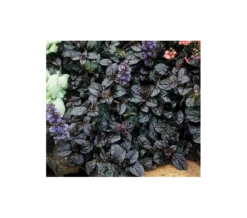 Ajuga Reptans 'Black Scallop' -Planticaa Sales Store x600 3967