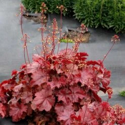 Four Of A Kind Heuchera -Planticaa Sales Store x600 39750