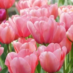 Tulip 'Pink Impression' 12 Tulip 'Pink Impression' -Planticaa Sales Store x600 39784
