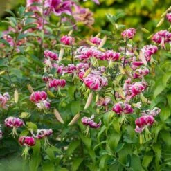 Lilium 'Black Beauty' -Planticaa Sales Store x600 39794