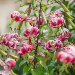 Lilium 'Black Beauty' -Planticaa Sales Store x600 39795