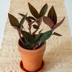 Jewel Orchid In Terracotta Long Tom Pot With Saucer 7 Jewel Orchid In Terracotta Long Tom Pot With Saucer -Planticaa Sales Store x600 39813