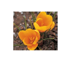 Farewell To Winter Crocus Mix -Planticaa Sales Store x600 4014