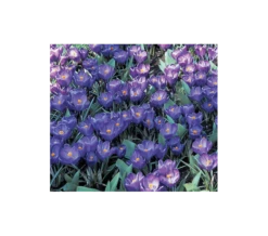 Farewell To Winter Crocus Mix -Planticaa Sales Store x600 4015