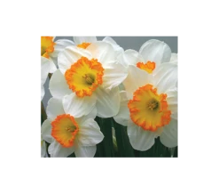Weatherproof Large-Cupped Daffodil Mix -Planticaa Sales Store x600 4020
