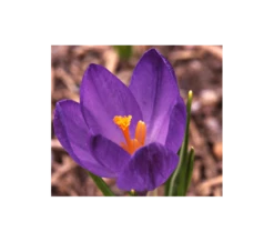 Farewell To Winter Crocus Mix -Planticaa Sales Store x600 4024