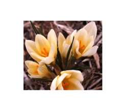 Farewell To Winter Crocus Mix -Planticaa Sales Store x600 4050