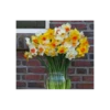 Weatherproof Large-Cupped Daffodil Mix 1 Weatherproof Large-Cupped Daffodil Mix -Planticaa Sales Store x600 4061