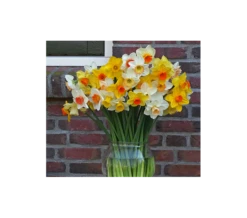 Weatherproof Large-Cupped Daffodil Mix