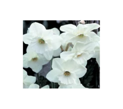 Weatherproof Large-Cupped Daffodil Mix -Planticaa Sales Store x600 4064