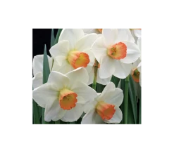 Weatherproof Large-Cupped Daffodil Mix -Planticaa Sales Store x600 4068