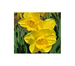 Weatherproof Large-Cupped Daffodil Mix -Planticaa Sales Store x600 4074