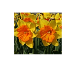 Weatherproof Large-Cupped Daffodil Mix -Planticaa Sales Store x600 4099