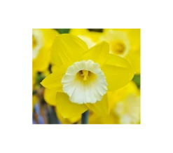 Weatherproof Large-Cupped Daffodil Mix -Planticaa Sales Store x600 4102