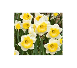 Weatherproof Large-Cupped Daffodil Mix -Planticaa Sales Store x600 4114