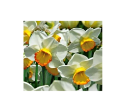Weatherproof Large-Cupped Daffodil Mix -Planticaa Sales Store x600 4120