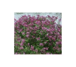 Syringa Bloomerang® Dark Purple -Planticaa Sales Store x600 4366