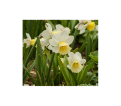 Weatherproof Large-Cupped Daffodil Mix -Planticaa Sales Store x600 4852