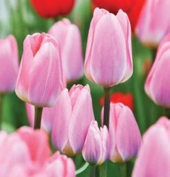 Spring Brights Darwin Hybrid Tulip Mix 13 Spring Brights Darwin Hybrid Tulip Mix -Planticaa Sales Store x600 4926