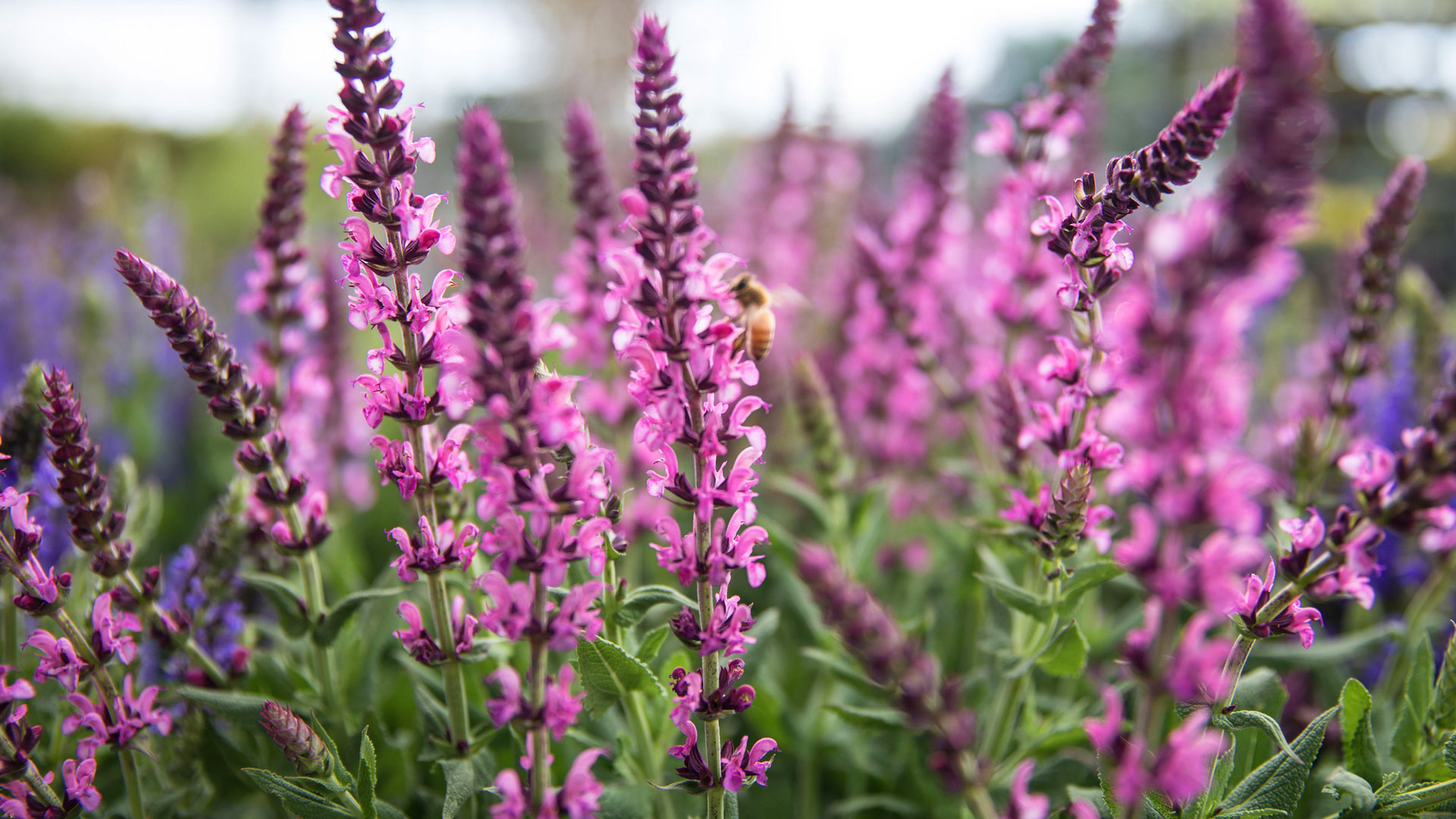 Planticaa Sales Store -Planticaa Sales Store q 3